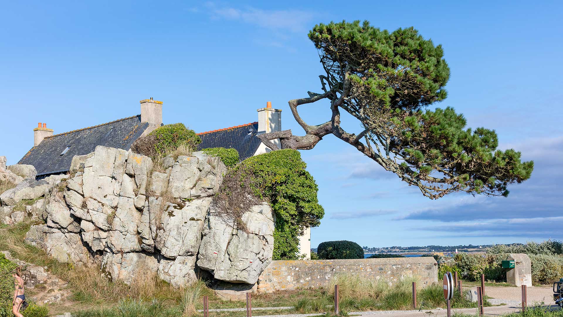 Landschaftsfotografie: Bretagne – windgeformter Baum | Foto: Dieter Eikenberg, imprints