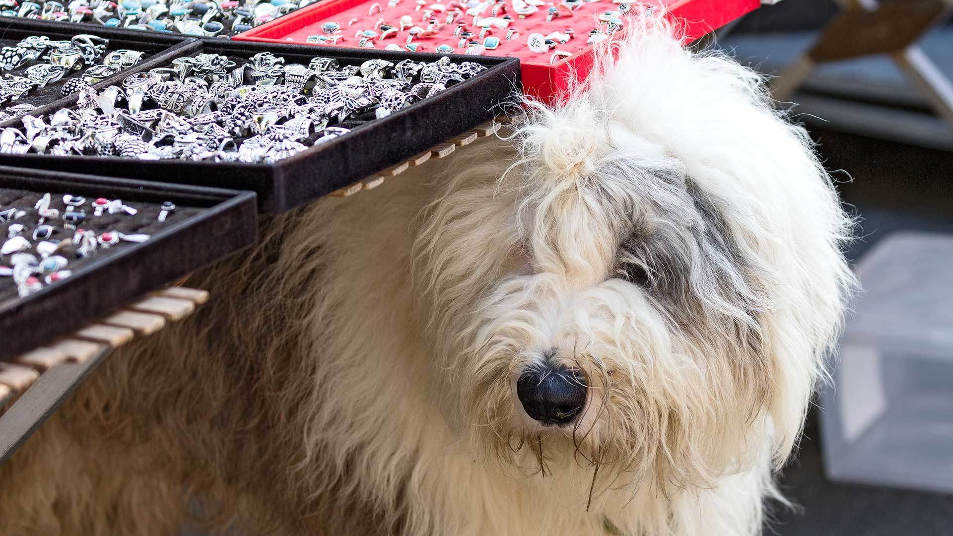 Regionalporträt: Bretagne Märkte – Bretonischer Hund | Foto: Dieter Eikenberg, imprints