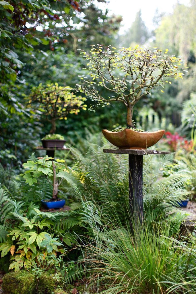 Architekturfotografie: Bonsai im Garten | Foto: Dieter Eikenberg, imprints