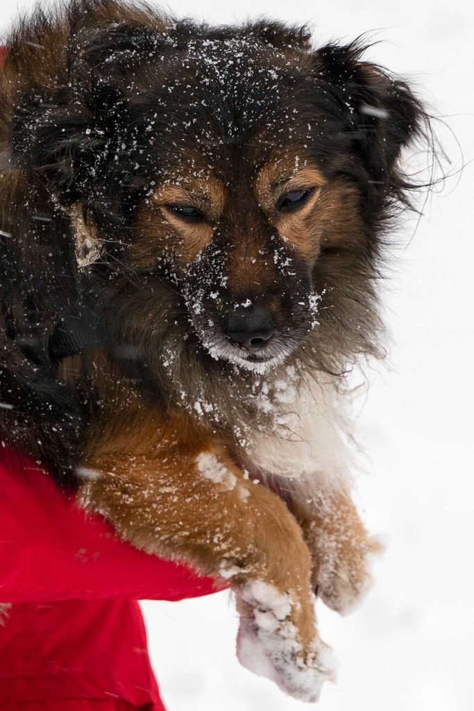 Kleiner Hund im Schnee - Begeisterung sieht anders aus