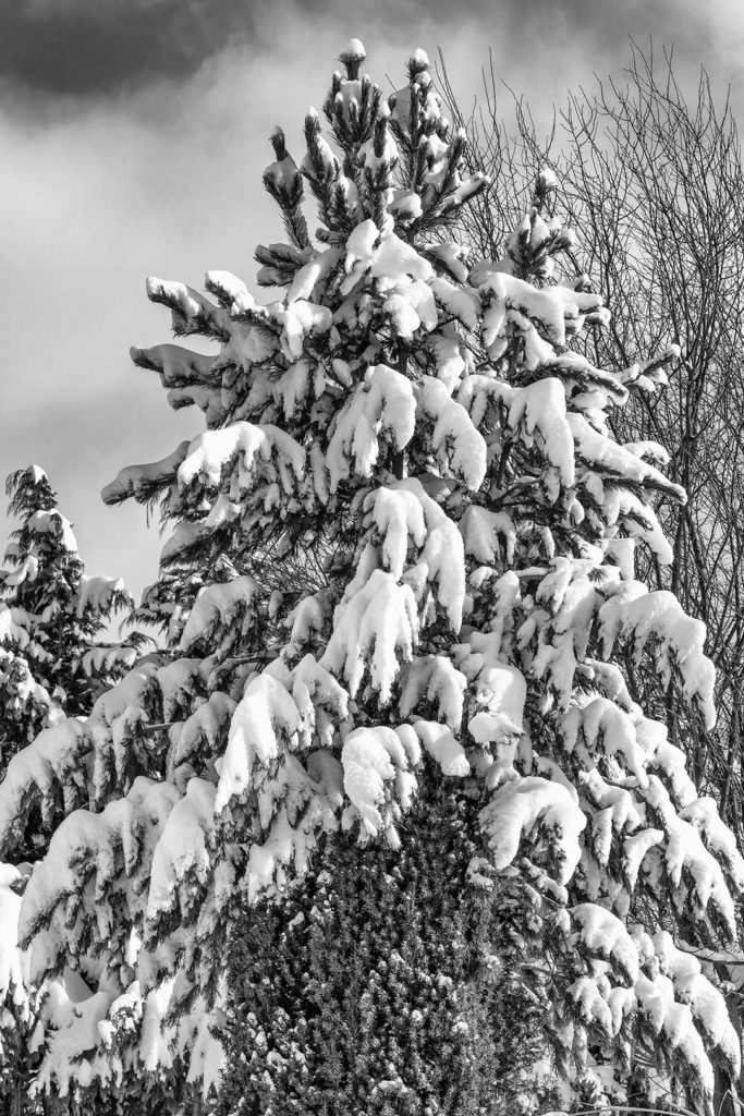 Baum im Schnee, Rosdorf