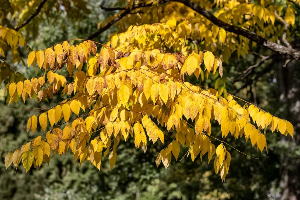 Gelber Baum - Ausschnitt