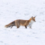 Fuchs auf Nahrungssuche im Schnee, Hörden am Harz