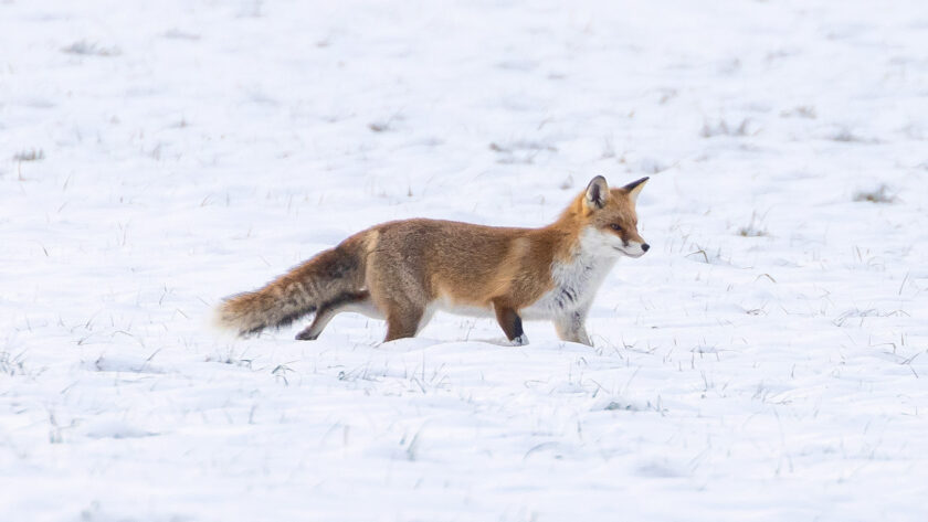 Fuchs auf Nahrungssuche im Schnee, Hörden am Harz