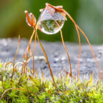 Wassertropfen auf Moos