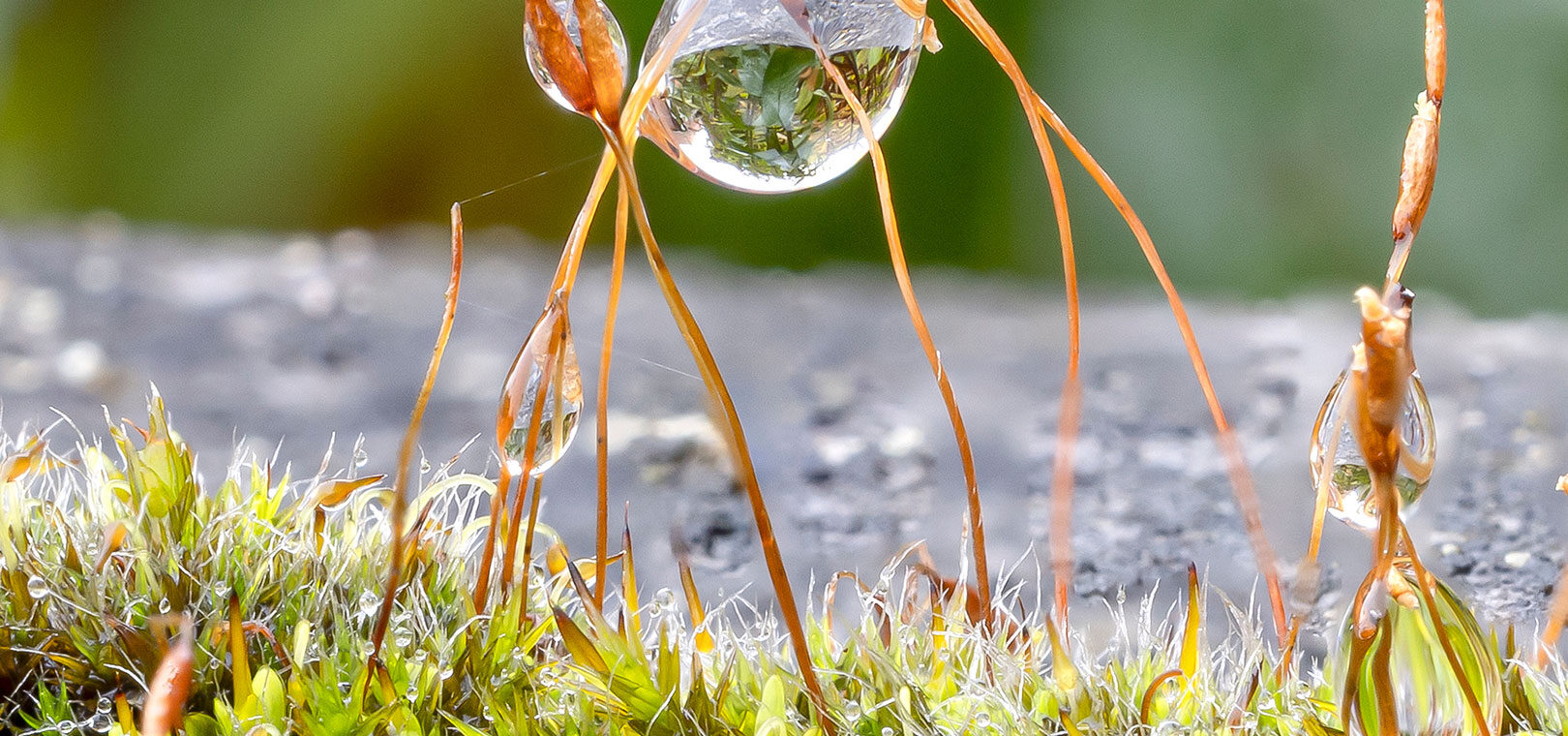 Wassertropfen auf Moos