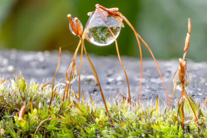 Wassertropfen auf Moos