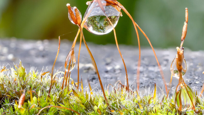 Wassertropfen auf Moos