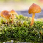 Kleine Pilze auf Moos