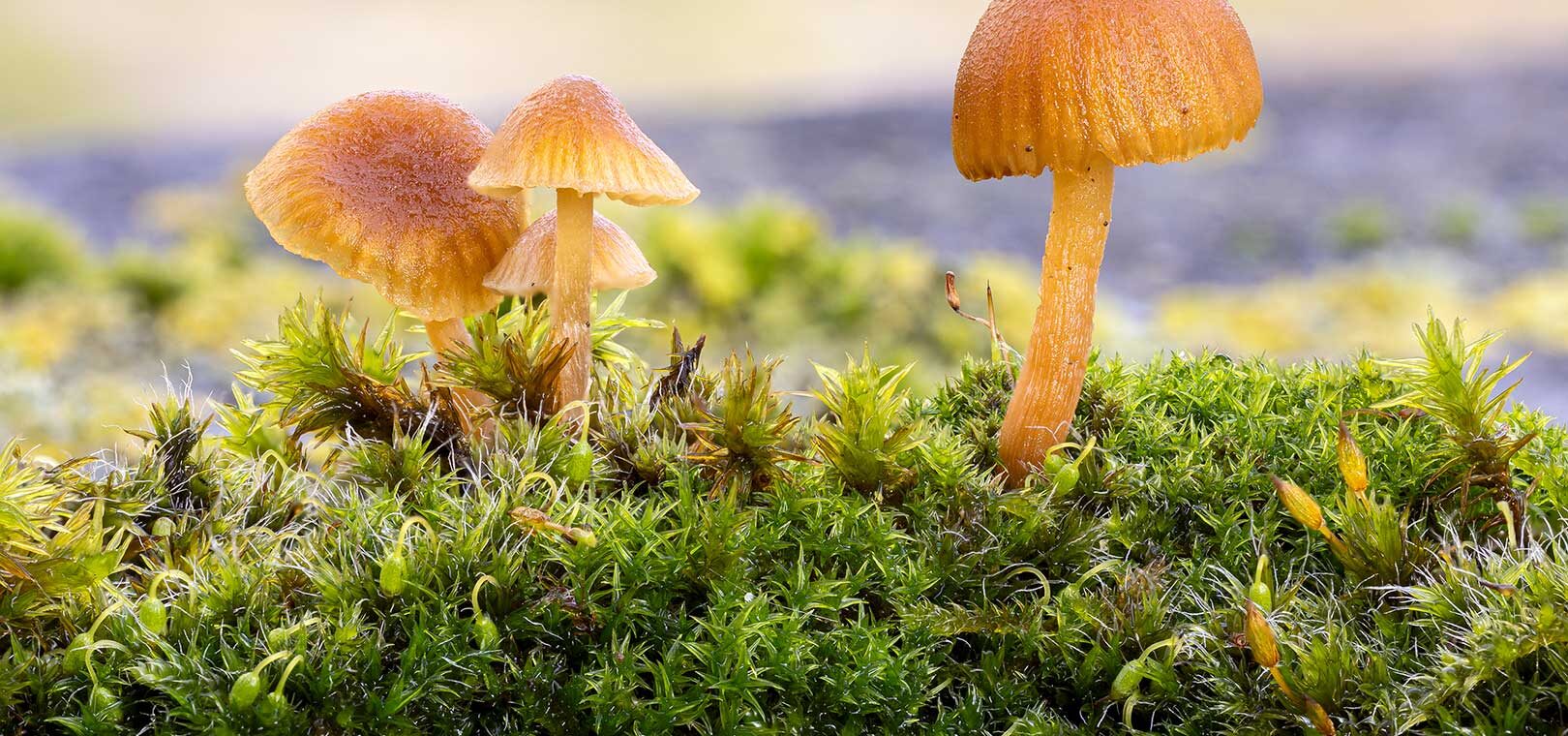 Kleine Pilze auf Moos