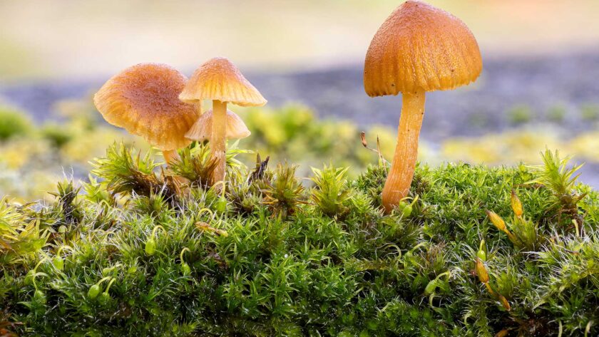 Kleine Pilze auf Moos