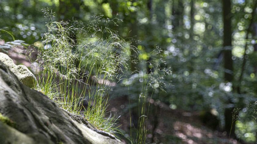Naturfotografie - Gräser
