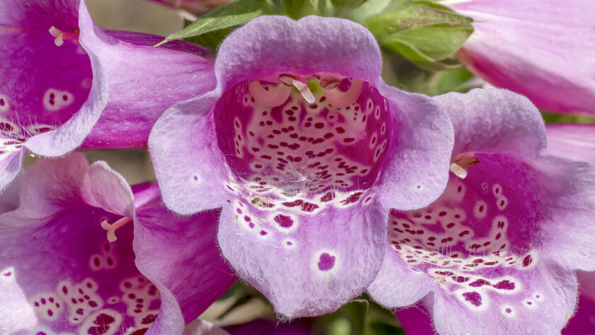 Pflanzenfotografie - Digitalis - Fingerhut