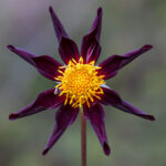 Dahlie Honka Black