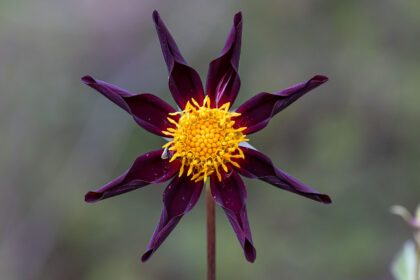 Dahlie Honka Black