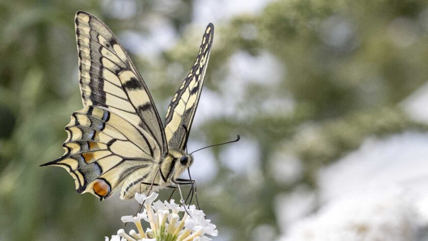 Schmetterling Schwalbenschwanz