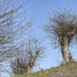 Schneitelhainbuchen bei Düna