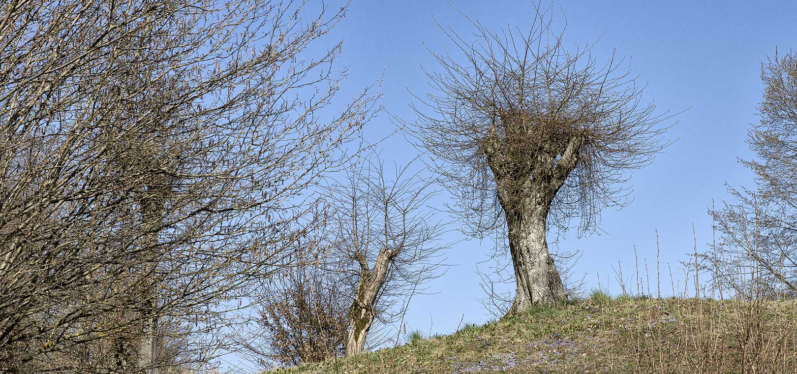 Schneitelhainbuchen bei Düna