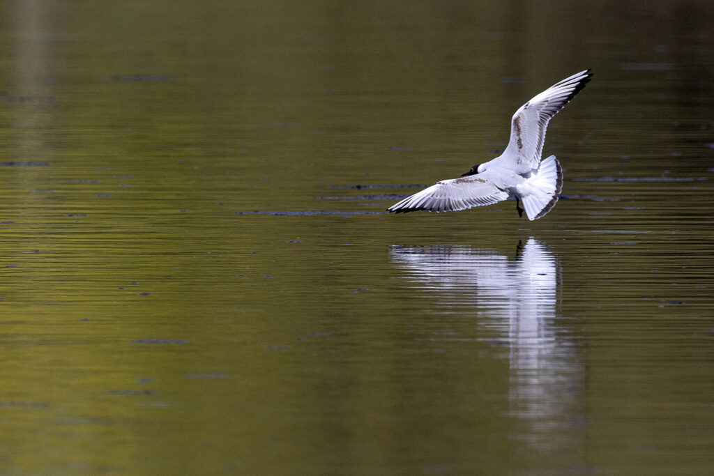 Möwe am Seeburger See?