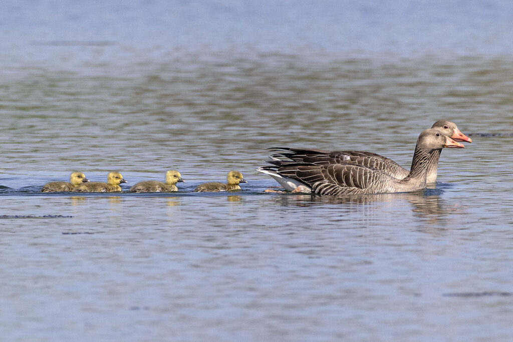 Gänsefamilie
