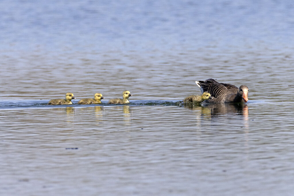 Gänsefamilie