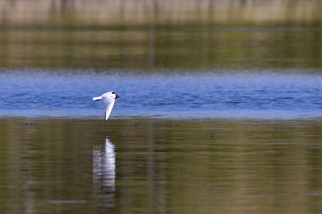 Möwe am Seeburger See?