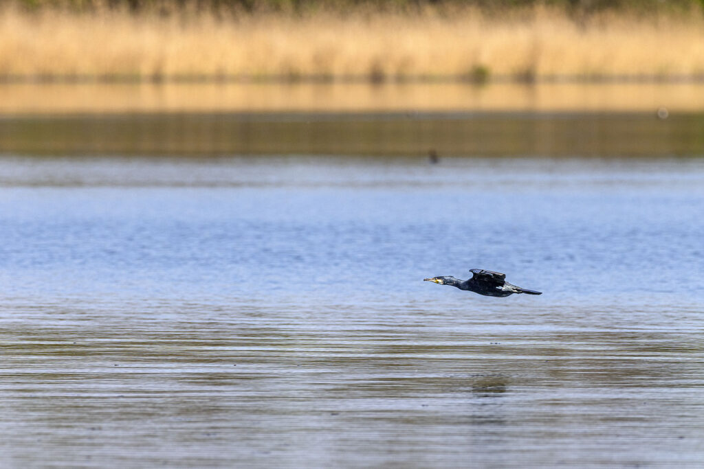 Kormoran - Flug über die Wasseroberfläche