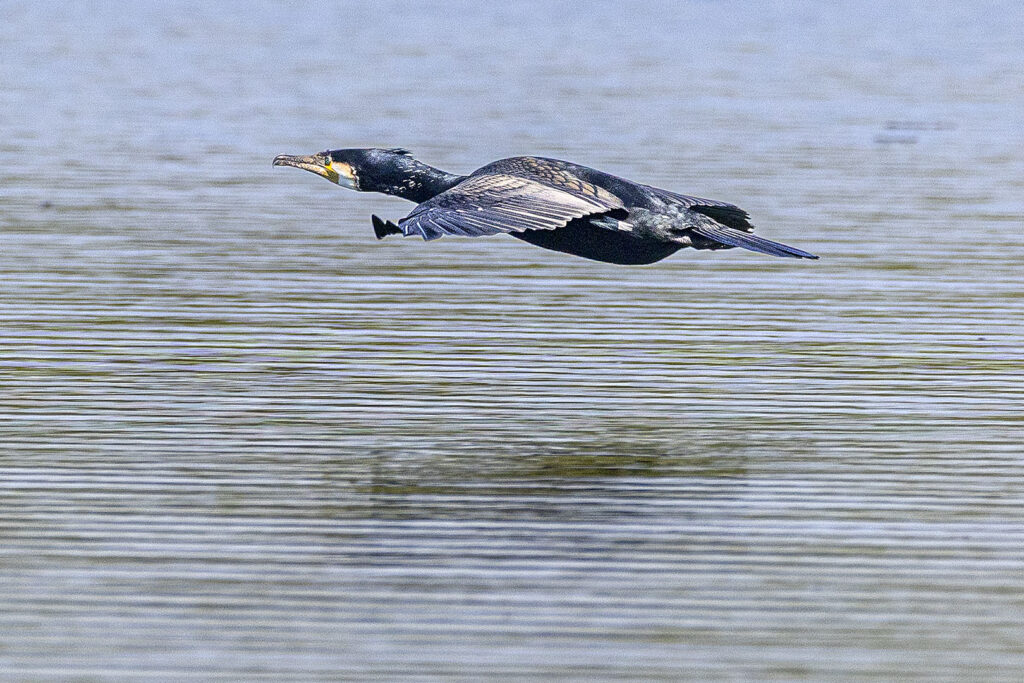 Kormoran - Flug über die Wasseroberfläche