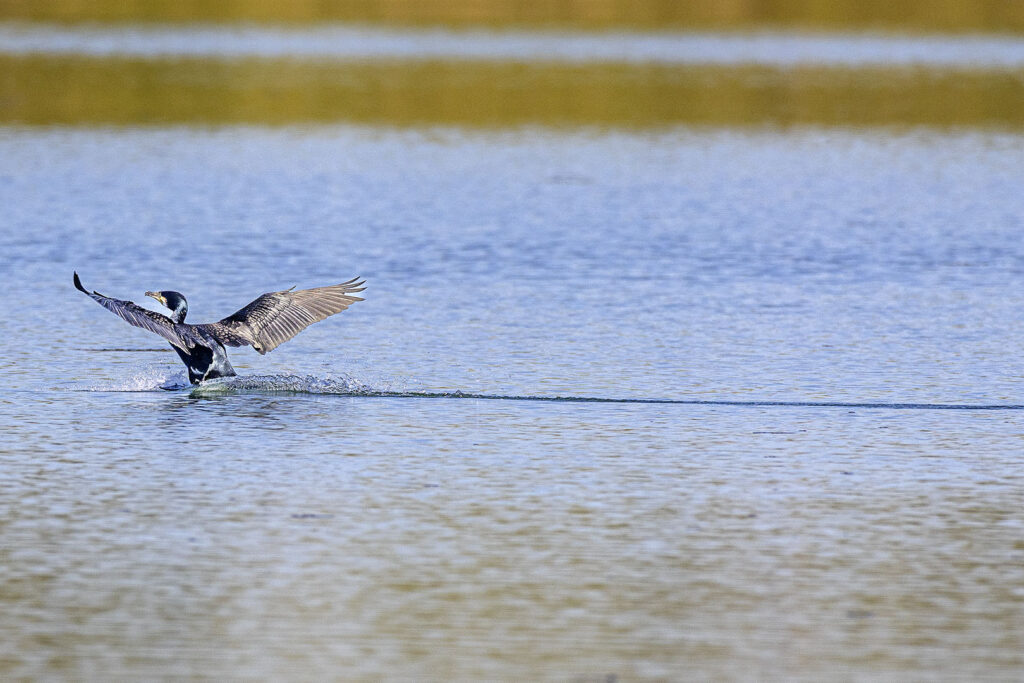 Kormoran beim Landen auf dem See
