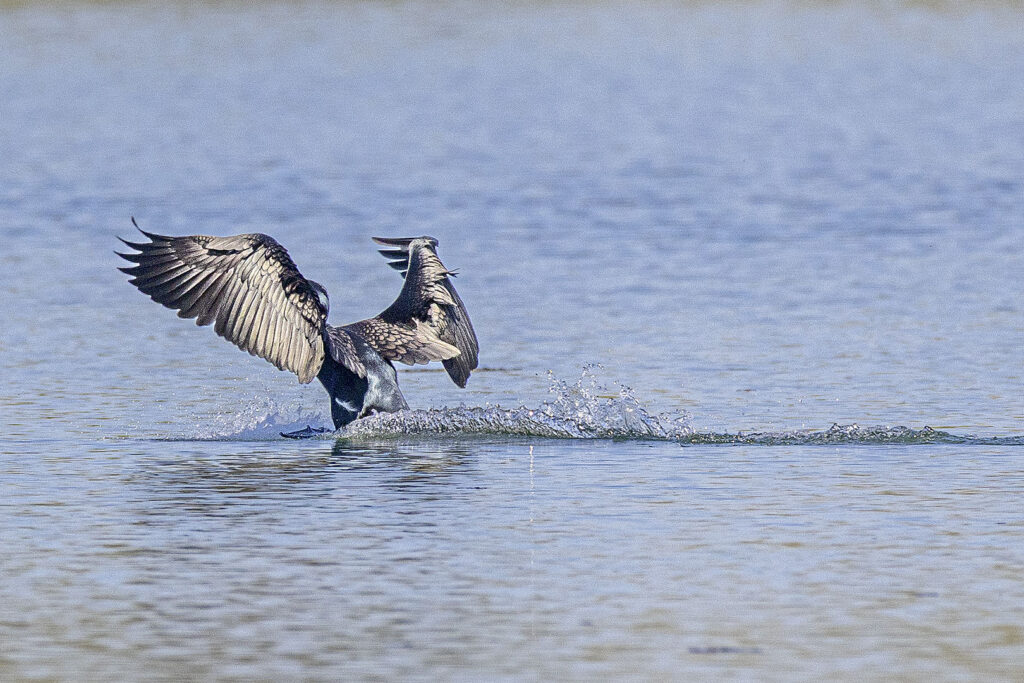 Kormoran beim Landen auf dem See