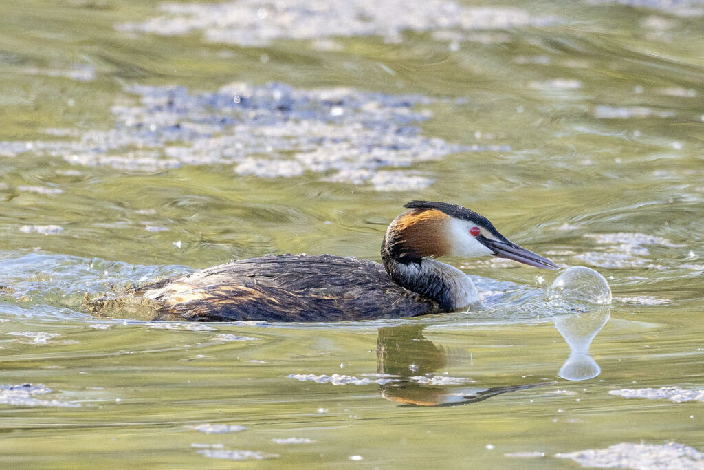 Haubentaucher auf dem Seeburger See