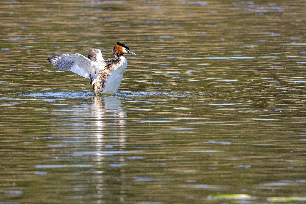Haubentaucher auf dem Seeburger See