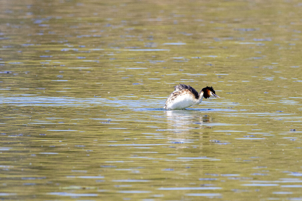 Haubentaucher auf dem Seeburger See