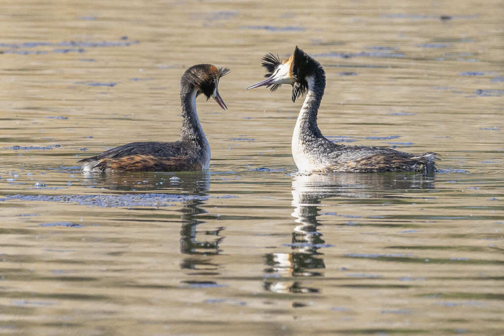 Haubentaucher auf dem Seeburger See