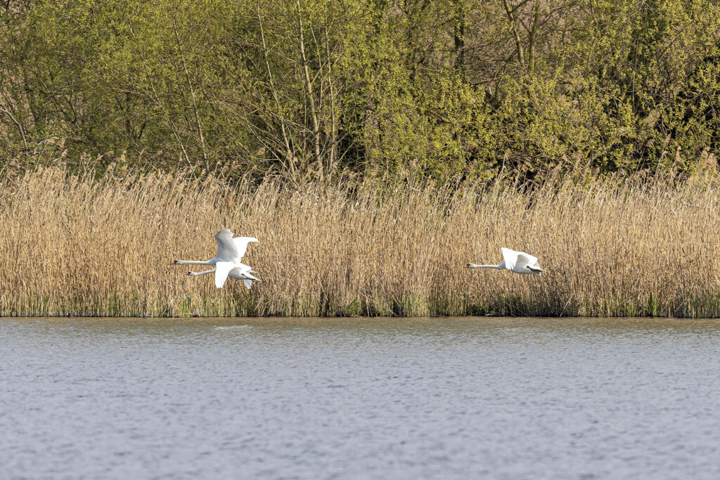 Flug der Schwäne über den Seeburger See