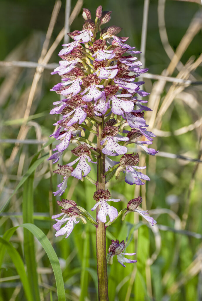 Purpurknabenkraut