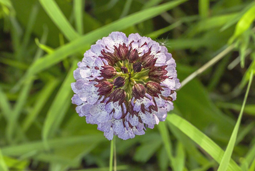 Purpurknabenkraut