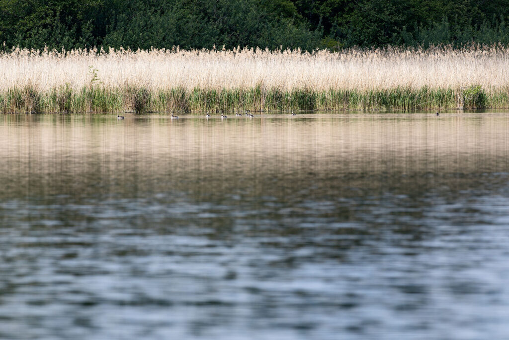 Blick über den Seeburger See zum anderen Ufer