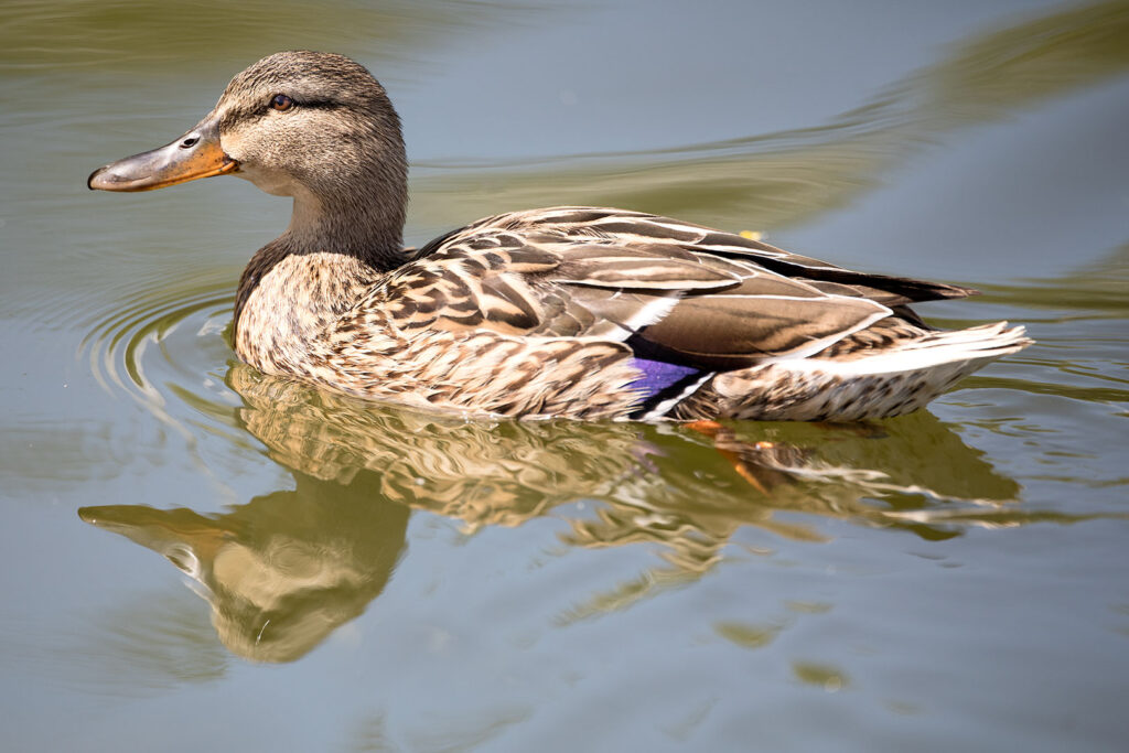 Stockente