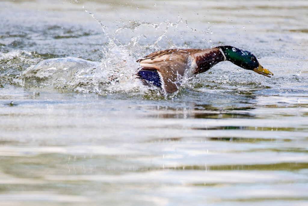 Ente - Startphase für Ausflug