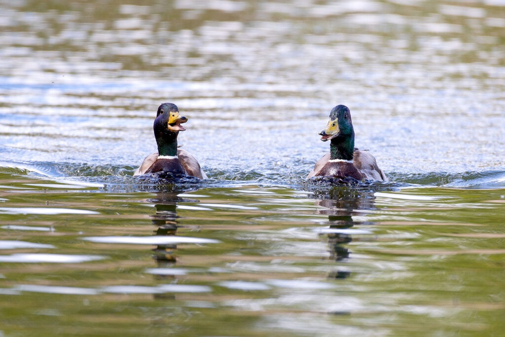 Enten im Gespräch