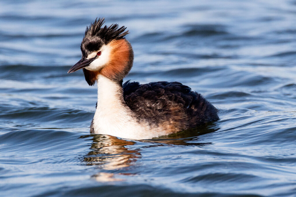 Haubentaucher auf dem Seeburger See
