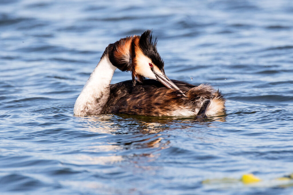 Haubentaucher auf dem Seeburger See