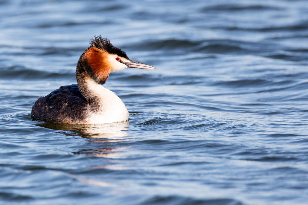 Haubentaucher auf dem Seeburger See