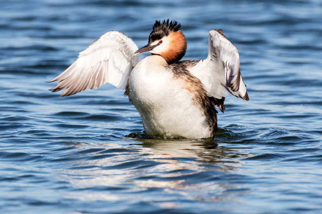 Haubentaucher auf dem Seeburger See