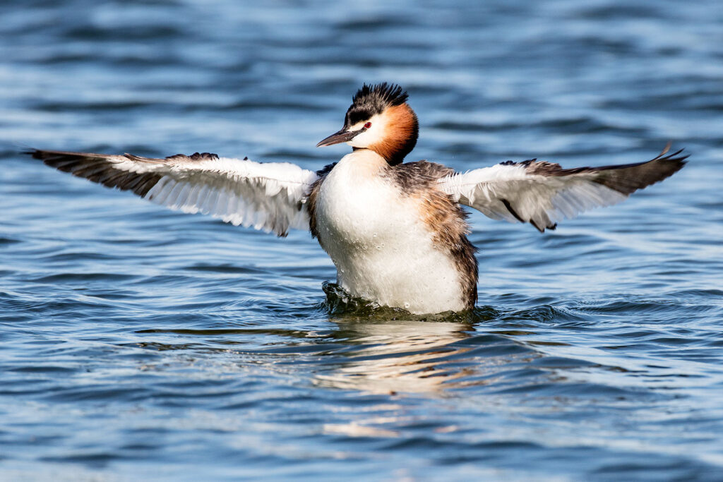 Haubentaucher auf dem Seeburger See