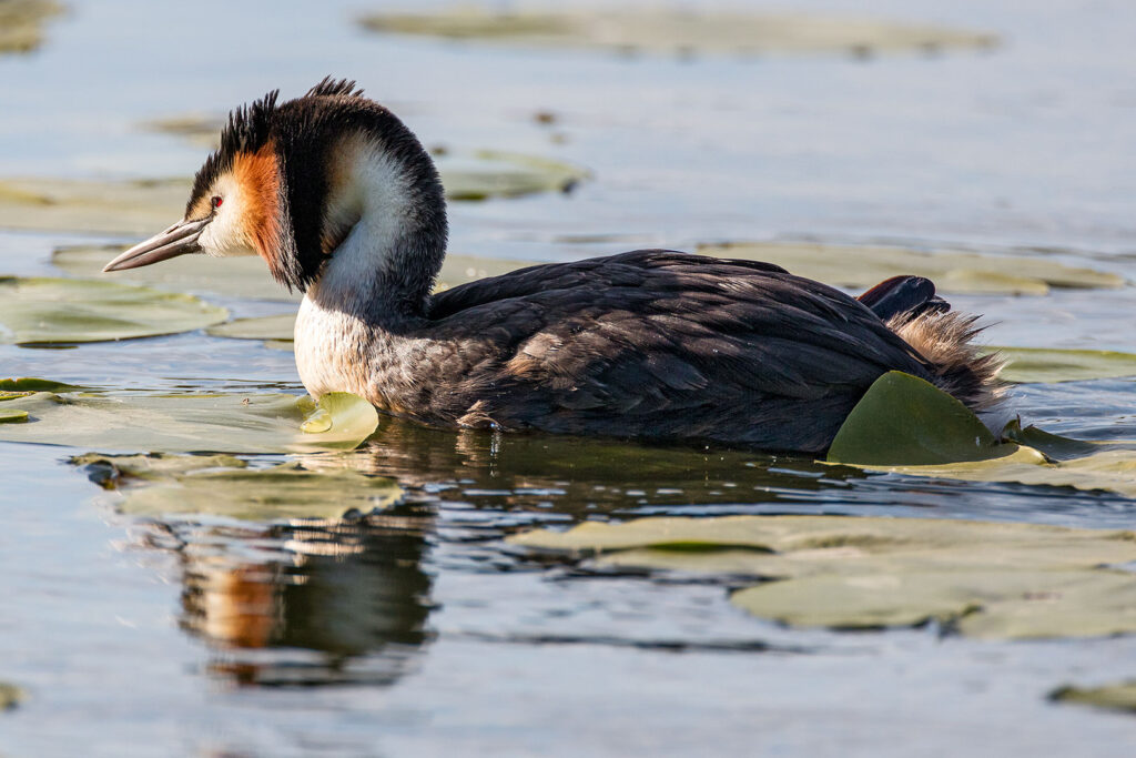 Haubentaucher auf dem Seeburger See