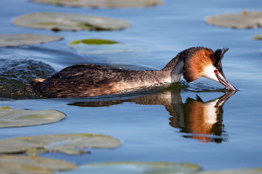 Haubentaucher auf dem Seeburger See