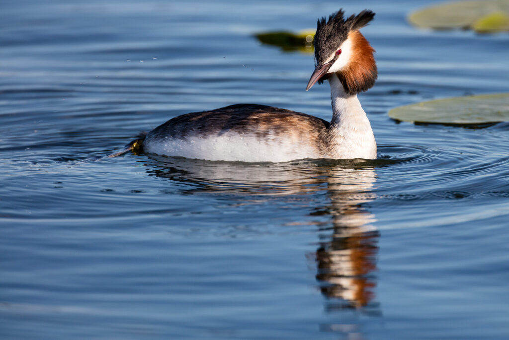 Haubentaucher auf dem Seeburger See