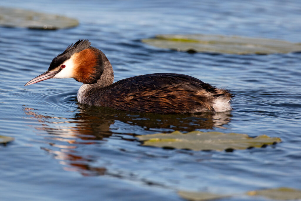 Haubentaucher auf dem Seeburger See